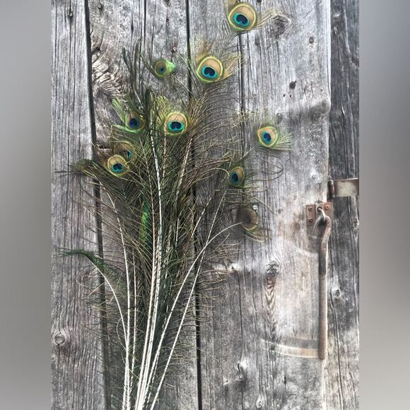 AUTHENTIC Peacock Feathers - Picture 8 of 14
